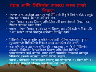 गंधक आणण मसमलकॉन उिलब्ध करून देणारे
ल्जवाणू
• गंधकाच्या कमतरतेमुळे उसामध्ये क्लोरॉमसस ही पवकृ ती ननमावण होते. त्यामुळे
गंधकाचा उसामध्ये वािर हा अननवायव आहे.
• गंधक पवघटन करणारे ल्जवाणू जममनीतील अपवद्राव्य गंधकाचे पवघटन करून
पिकांना उिलब्ध करून देतात.
• प्रमाण - गंधक पवघटन करणारे द्रवरूि ल्जवाणू खत प्रनतहेक्टरी ५ मलटर प्रनत
२ टन क
ं िोस्ट खतात ममसळून जममनीत ममसळून द्यावे.
• मसमलकॉन पिकाच्या वाढीच्या प्रकियेमध्ये मोठी भूममका िजावतात. दुय्यम
मूलद्रव्यांमध्ये मसमलकॉनची पिकाला जलद उिलब्धता होत असते.
• िारा मद्रहन्यांच्या उसामध्ये प्रनतहेक्टरी जवळजवळ ३०० ककलो मसमलकॉन
आढळतो. मसमलकॉन पवरघळपवणारे ल्जवाणू जममनीतील मसमलकॉन
पवरघळपवण्याचे कायव करतात. तसेच, िगॅस ॲिमधील मसमलकॉन स्रोतातून
मसमलकॉन उिलब्ध करण्याचे कायवही ल्जवाणू करतात.
• प्रमाण - मसमलकॉन पवरघळपवणारे ल्जवाणू खत प्रनतहेक्टरी २.५ मलटर प्रनत १.५
टन िगॅस ॲिमध्ये ममसळून लागणीच्या वेळी द्यावे.
 