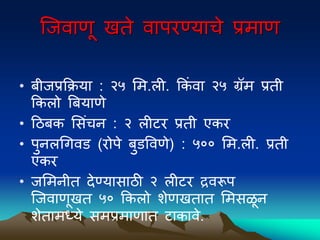 ल्जवाणू खते वािरण्याचे प्रमाण
• िीजप्रकिया : २५ मम.ली. ककं वा २५ ग्रॅम प्रती
ककलो बियाणे
• द्रठिक मसंचन : २ लीटर प्रती एकर
• िुनलधगवड (रोिे िुडपवणे) : ५०० मम.ली. प्रती
एकर
• जममनीत देण्यासाठी २ लीटर द्रवरूि
ल्जवाणूखत ५० ककलो िेणखतात ममसळून
िेतामध्ये समप्रमाणात टाकावे.
 