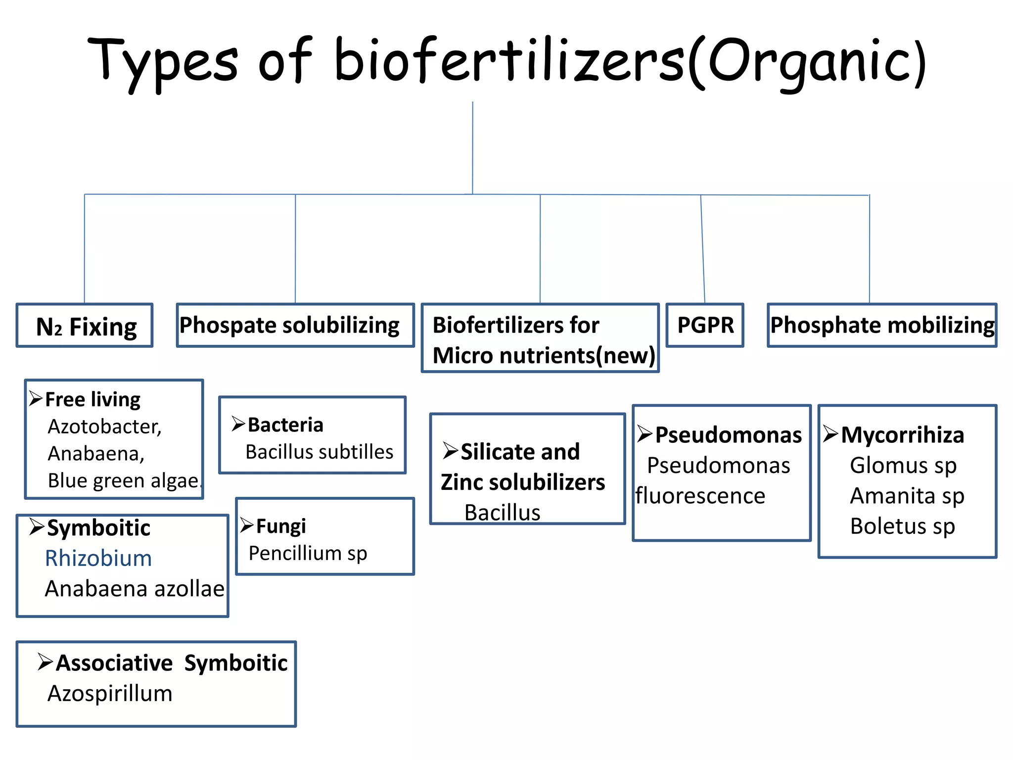 Biofertilizers slide share by ssk | PPTX