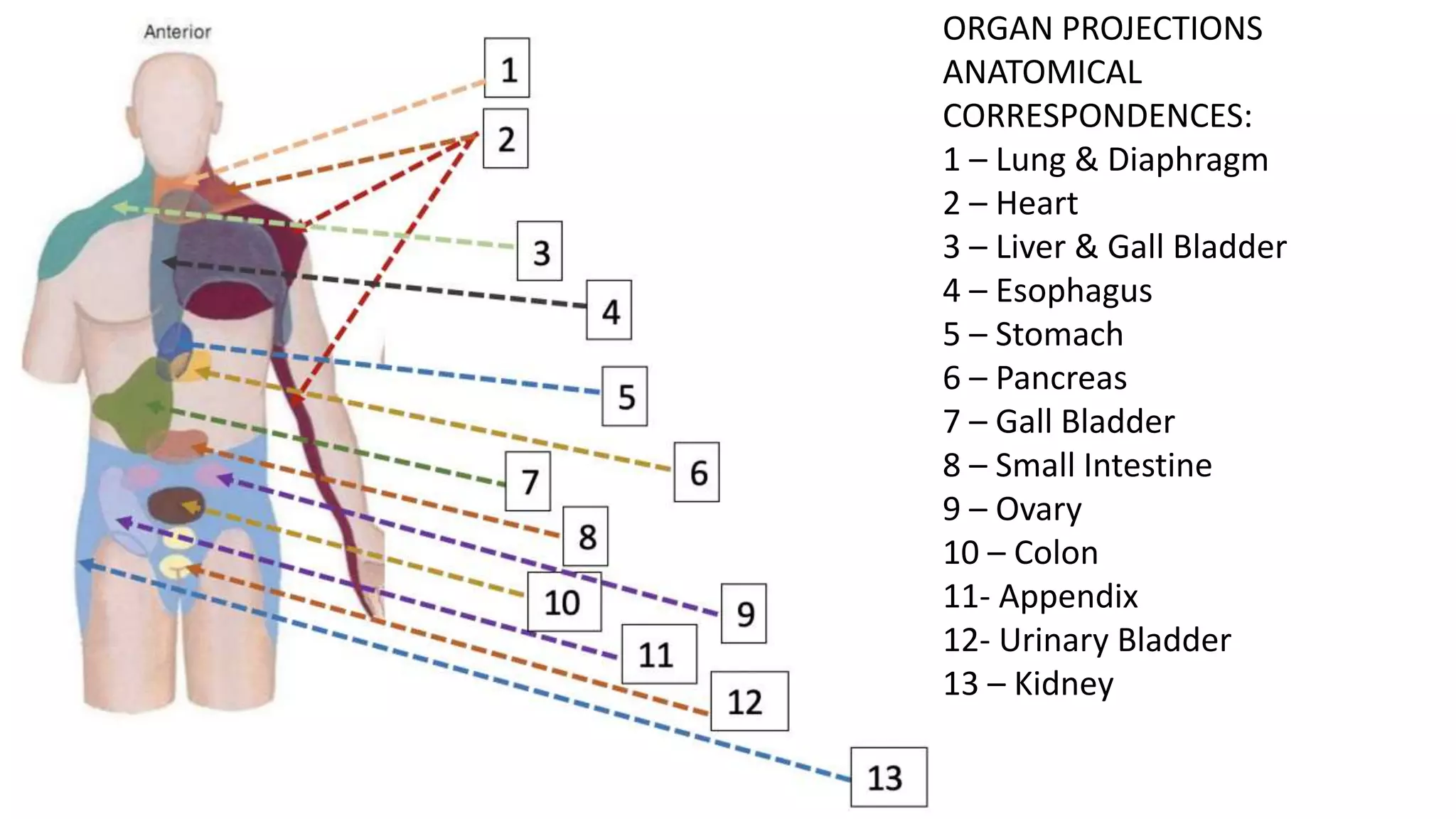 ORGAN PROJECTIONS
ANATOMICAL
CORRESPONDENCES:
1 – Lung & Diaphragm
2 – Heart
3 – Liver & Gall Bladder
4 – Esophagus
5 – Stomach
6 – Pancreas
7 – Gall Bladder
8 – Small Intestine
9 – Ovary
10 – Colon
11- Appendix
12- Urinary Bladder
13 – Kidney
 