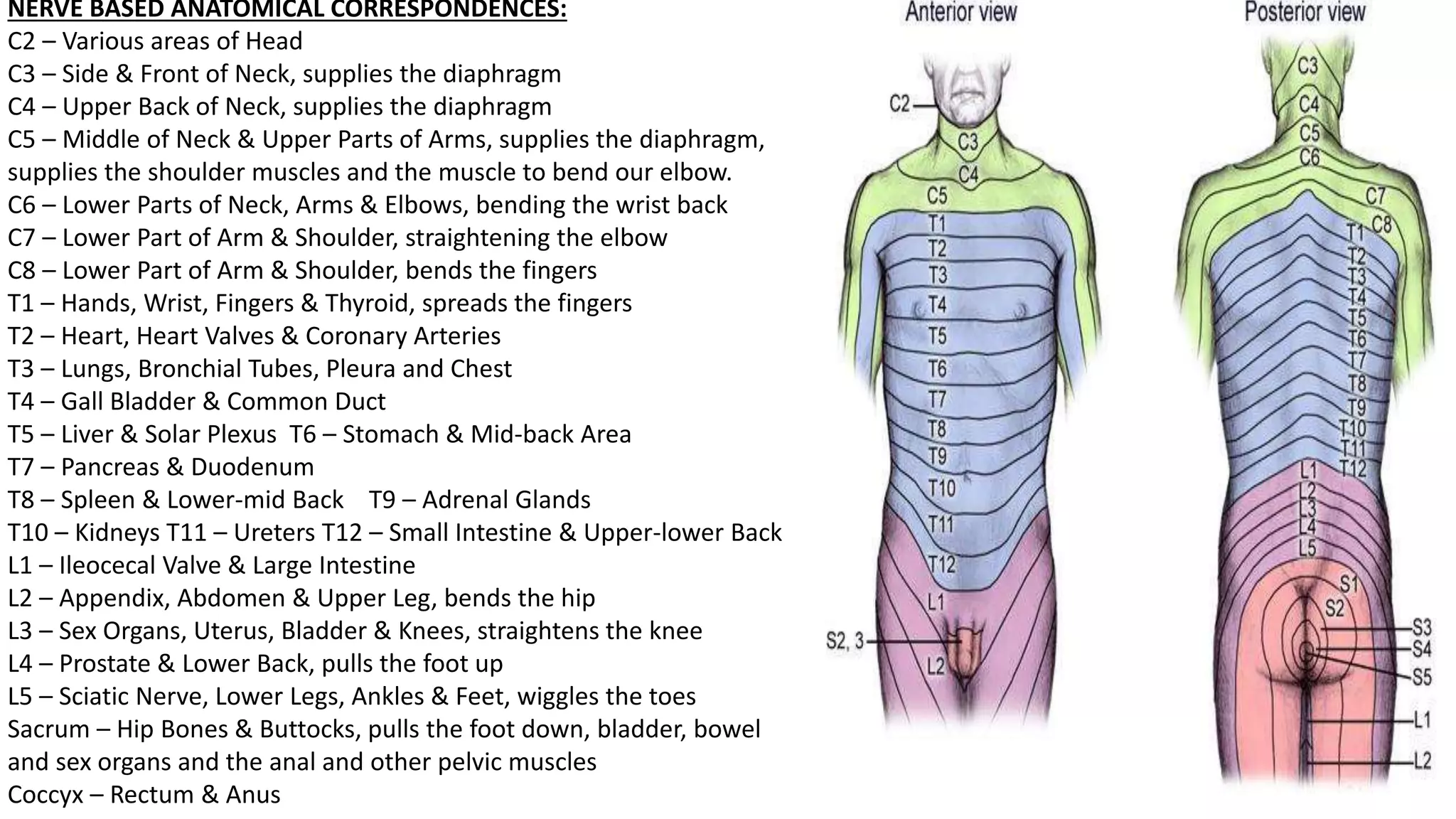 NERVE BASED ANATOMICAL CORRESPONDENCES:
C2 – Various areas of Head
C3 – Side & Front of Neck, supplies the diaphragm
C4 – Upper Back of Neck, supplies the diaphragm
C5 – Middle of Neck & Upper Parts of Arms, supplies the diaphragm,
supplies the shoulder muscles and the muscle to bend our elbow.
C6 – Lower Parts of Neck, Arms & Elbows, bending the wrist back
C7 – Lower Part of Arm & Shoulder, straightening the elbow
C8 – Lower Part of Arm & Shoulder, bends the fingers
T1 – Hands, Wrist, Fingers & Thyroid, spreads the fingers
T2 – Heart, Heart Valves & Coronary Arteries
T3 – Lungs, Bronchial Tubes, Pleura and Chest
T4 – Gall Bladder & Common Duct
T5 – Liver & Solar Plexus T6 – Stomach & Mid-back Area
T7 – Pancreas & Duodenum
T8 – Spleen & Lower-mid Back T9 – Adrenal Glands
T10 – Kidneys T11 – Ureters T12 – Small Intestine & Upper-lower Back
L1 – Ileocecal Valve & Large Intestine
L2 – Appendix, Abdomen & Upper Leg, bends the hip
L3 – Sex Organs, Uterus, Bladder & Knees, straightens the knee
L4 – Prostate & Lower Back, pulls the foot up
L5 – Sciatic Nerve, Lower Legs, Ankles & Feet, wiggles the toes
Sacrum – Hip Bones & Buttocks, pulls the foot down, bladder, bowel
and sex organs and the anal and other pelvic muscles
Coccyx – Rectum & Anus
 