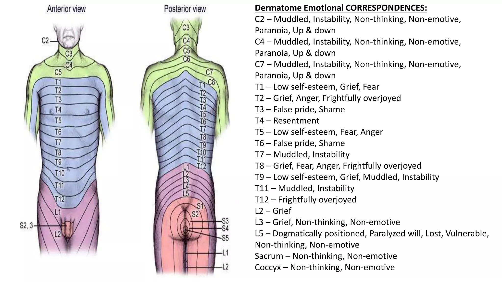 Dermatome Emotional CORRESPONDENCES:
C2 – Muddled, Instability, Non-thinking, Non-emotive,
Paranoia, Up & down
C4 – Muddled, Instability, Non-thinking, Non-emotive,
Paranoia, Up & down
C7 – Muddled, Instability, Non-thinking, Non-emotive,
Paranoia, Up & down
T1 – Low self-esteem, Grief, Fear
T2 – Grief, Anger, Frightfully overjoyed
T3 – False pride, Shame
T4 – Resentment
T5 – Low self-esteem, Fear, Anger
T6 – False pride, Shame
T7 – Muddled, Instability
T8 – Grief, Fear, Anger, Frightfully overjoyed
T9 – Low self-esteem, Grief, Muddled, Instability
T11 – Muddled, Instability
T12 – Frightfully overjoyed
L2 – Grief
L3 – Grief, Non-thinking, Non-emotive
L5 – Dogmatically positioned, Paralyzed will, Lost, Vulnerable,
Non-thinking, Non-emotive
Sacrum – Non-thinking, Non-emotive
Coccyx – Non-thinking, Non-emotive
 