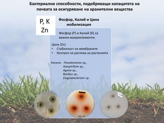 Бактериални способности, подобряващи капацитета на
почвата за осигуряване на хранителни вещества
P, K
Zn
Фосфор, Калий и Цинк
мобилизация
Фосфор (P) и Калий (K) са
важни макроелементи.
Цинк (Zn)
• Стабилност на мембраните
• Контрол на растежа на растенията
Кисели: Pseudomonas sp.,
Azospirillum sp.,
Agreia sp.,
Bacillus sp.,
Exiguobacterium sp.
 