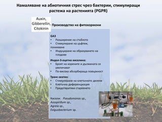 Намаляване на абиотичния стрес чрез бактерии, стимулиращи
растежа на растенията (PGPR)
Производство на фитохормони
Auxin,
Gibberellin,
Citokinin
Индол-3-оцетна киселина:
• Броят на корените и дължината се
увеличават
• По-висока абсорбираща повърхност
GA3
• Разширение на стъблото
• Стимулиране на цъфтеж,
поникване
• Индуциране на образуването на
плодове
Транс-зеатин:
• Стимулиране на клетъчното делене
• Клетъчна диференциация
• Предотвратява стареенето
Кисели: Pseudomonas sp.,
Azospirillum sp.,
Agreia sp.,
Exiguobacterium sp.
 