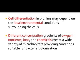  Cell differentiation in biofilms may depend on
the local environmental conditions
surrounding the cells
 Different concentration gradients of oxygen,
nutrients, ions, and chemicals create a wide
variety of microhabitats providing conditions
suitable for bacterial colonization
 