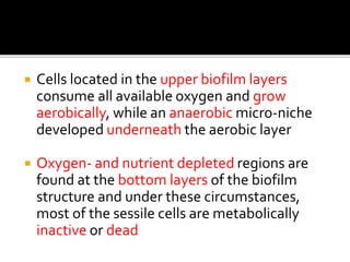  Cells located in the upper biofilm layers
consume all available oxygen and grow
aerobically, while an anaerobic micro-niche
developed underneath the aerobic layer
 Oxygen- and nutrient depleted regions are
found at the bottom layers of the biofilm
structure and under these circumstances,
most of the sessile cells are metabolically
inactive or dead
 