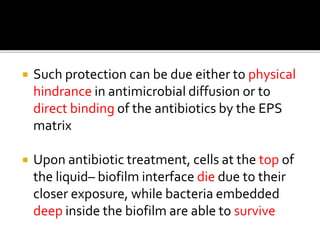  Such protection can be due either to physical
hindrance in antimicrobial diffusion or to
direct binding of the antibiotics by the EPS
matrix
 Upon antibiotic treatment, cells at the top of
the liquid– biofilm interface die due to their
closer exposure, while bacteria embedded
deep inside the biofilm are able to survive
 