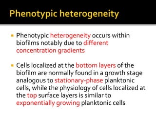 Phenotypic heterogeneity occurs within
biofilms notably due to different
concentration gradients
 Cells localized at the bottom layers of the
biofilm are normally found in a growth stage
analogous to stationary-phase planktonic
cells, while the physiology of cells localized at
the top surface layers is similar to
exponentially growing planktonic cells
 