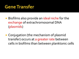  Biofilms also provide an ideal niche for the
exchange of extrachromosomal DNA
(plasmids)
 Conjugation (the mechanism of plasmid
transfer) occurs at a greater rate between
cells in biofilms than between planktonic cells
 