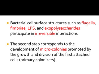  Bacterial cell surface structures such as flagella,
fimbriae, LPS, and exopolysaccharides
participate in irreversible interactions
 The second step corresponds to the
development of micro-colonies promoted by
the growth and division of the first attached
cells (primary colonizers)
 