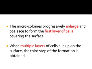  The micro-colonies progressively enlarge and
coalesce to form the first layer of cells
covering the surface
 When multiple layers of cells pile up on the
surface, the third step of the formation is
obtained
 