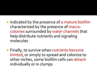  indicated by the presence of a mature biofilm
characterized by the presence of macro-
colonies surrounded by water channels that
help distribute nutrients and signaling
molecules
 Finally, to survive when nutrients become
limited, or simply to spread and colonize to
other niches, some biofilm cells can detach
individually or in clumps
 