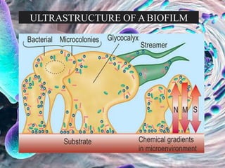 ULTRASTRUCTURE OF A BIOFILM
 