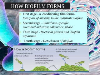  First stage - a conditioning film forms-
transport of microbe to the substrate surface
 Second stage – initial non-specific
microbial-substrate adherence phase
 Third stage - Bacterial growth and biofilm
expansion
 Fourth stage - Detachment of biofilm
 