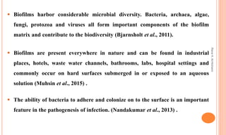  Biofilms harbor considerable microbial diversity. Bacteria, archaea, algae,
fungi, protozoa and viruses all form important components of the biofilm
matrix and contribute to the biodiversity (Bjarnsholt et al., 2011).
 Biofilms are present everywhere in nature and can be found in industrial
places, hotels, waste water channels, bathrooms, labs, hospital settings and
commonly occur on hard surfaces submerged in or exposed to an aqueous
solution (Muhsin et al., 2015) .
 The ability of bacteria to adhere and colonize on to the surface is an important
feature in the pathogenesis of infection. (Nandakumar et al., 2013) .
Rana
H.
Al-Hichami
 
