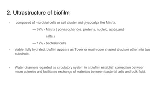 2. Ultrastructure of biofilm
- composed of microbial cells or cell cluster and glycocalyx like Matrix.
— 85% - Matrix ( polysaccharides, proteins, nucleic, acids, and
salts )
— 15% - bacterial cells
- viable, fully hydrated, biofilm appears as Tower or mushroom shaped structure other into two
substrate.
- Water channels regarded as circulatory system in a biofilm establish connection between
micro colonies and facilitates exchange of materials between bacterial cells and bulk fluid.
 