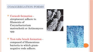 biofilm..a nuisance in oral cavity for dental disease | PPTX