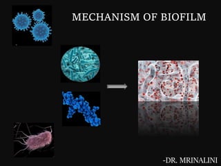 MECHANISM OF BIOFILM
-DR. MRINALINI
 