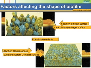 Factors affecting the shape of biofilm
Environmental Biotechnology
Slow flow-Rough surface
Flow Characteristic
Fast flow-Smooth Surface
Lack of nutirent-Finger surface
Sufficient nutirent-Compact surface
Available nutrients
 