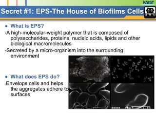 Secret #1: EPS-The House of Biofilms Cells
● What is EPS?
-A high-molecular-weight polymer that is composed of
polysaccharides, proteins, nucleic acids, lipids and other
biological macromolecules
-Secreted by a micro-organism into the surrounding
environment
!
!
● What does EPS do?
-Envelops cells and helps
the aggregates adhere to
surfaces
 
