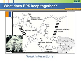What does EPS keep together?
Environmental Biotechnology
Weak Interactions
 