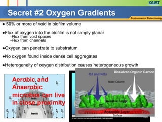 ● 50% or more of void in biofilm volume
!
●Flux of oxygen into the biofilm is not simply planar
-Flux from void spaces
-Flux from channels
!
●Oxygen can penetrate to substratum
!
●No oxygen found inside dense cell aggregates
!
●Heterogeneity of oxygen distribution causes heterogeneous growth
Secret #2 Oxygen Gradients Environmental Biotechnology
Water
channels
Substratum
 
