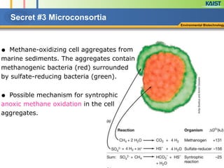 Secret #3 Microconsortia  
!
● Methane-oxidizing cell aggregates from
marine sediments. The aggregates contain
methanogenic bacteria (red) surrounded
by sulfate-reducing bacteria (green).
!
● Possible mechanism for syntrophic
anoxic methane oxidation in the cell
aggregates.
Environmental Biotechnology
 