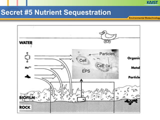 Secret #5 Nutrient Sequestration
Environmental Biotechnology
Cell
Cell
Particles
EPS
 