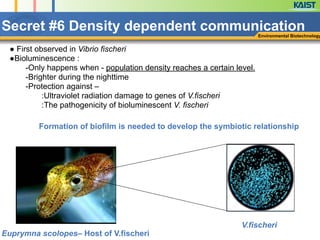 Secret #6 Density dependent communicationEnvironmental Biotechnology
● First observed in Vibrio fischeri
●Bioluminescence :
-Only happens when - population density reaches a certain level.
-Brighter during the nighttime
-Protection against –
:Ultraviolet radiation damage to genes of V.fischeri
:The pathogenicity of bioluminescent V. fischeri
Euprymna scolopes– Host of V.fischeri
V.fischeri
Formation of biofilm is needed to develop the symbiotic relationship
 