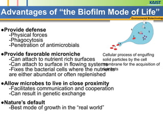 Advantages of “the Biofilm Mode of Life”
Environmental Biotechnology
●Provide defense
-Physical forces
-Phagocytosis
-Penetration of antimicrobials
!
●Provide favorable microniche
-Can attach to nutrient rich surfaces
-Can attach to surface in flowing systems
-Fixes the bacterial cells where the nutrients
are either abundant or often replenished
!
●Allow microbes to live in close proximity
-Facilitates communication and cooperation
-Can result in genetic exchange
!
●Nature’s default
-Best mode of growth in the “real world”
Cellular process of engulfing
solid particles by the cell
membrane for the acquisition of
nutrients
 