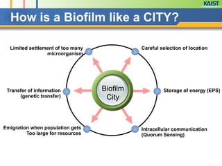 How is a Biofilm like a CITY?
Careful selection of locationLimited settlement of too many
microorganism
Storage of energy (EPS)
Intracellular communication
(Quorum Sensing)
Transfer of information
(genetic transfer)
Emigration when population gets
Too large for resources
Biofilm
City
 