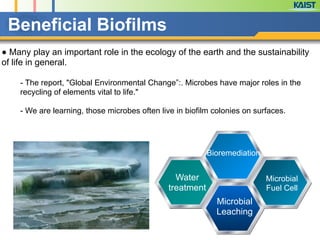 Beneficial Biofilms
● Many play an important role in the ecology of the earth and the sustainability
of life in general.
- The report, "Global Environmental Change”:. Microbes have major roles in the
recycling of elements vital to life."
!
- We are learning, those microbes often live in biofilm colonies on surfaces. 
Bioremediation
Water
treatment
Microbial
Fuel Cell
Microbial
Leaching
 