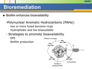 ● Biofilm enhances bioavailability
-Polynuclear Aromatic Hydrocarbons (PAHs):
two or more fused benzene rings
Hydrophobic and low bioavailable
- Strategies to promote bioavailability
EPS
Biofilm production
Bioremediation
 