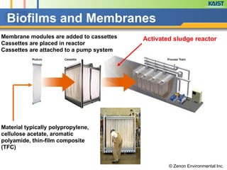 Activated sludge reactorMembrane modules are added to cassettes
Cassettes are placed in reactor
Cassettes are attached to a pump system
© Zenon Environmental Inc.
Material typically polypropylene,
cellulose acetate, aromatic
polyamide, thin-film composite
(TFC)
Biofilms and Membranes
 