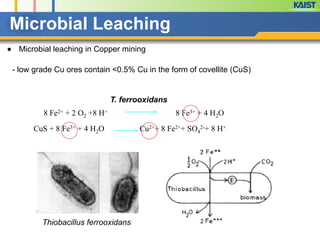 - low grade Cu ores contain <0.5% Cu in the form of covellite (CuS)
8 Fe2+ + 2 O2 +8 H+ 8 Fe3+ + 4 H2O
CuS + 8 Fe3+ + 4 H2O Cu2++ 8 Fe2++ SO4
2-+ 8 H+
T. ferrooxidans
● Microbial leaching in Copper mining
Microbial Leaching
Thiobacillus ferrooxidans
 