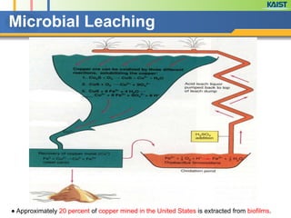 Microbial Leaching
● Approximately 20 percent of copper mined in the United States is extracted from biofilms.  
 