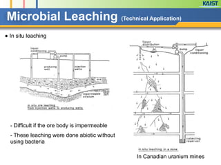 ● In situ leaching
Microbial Leaching (Technical Application)
- Difficult if the ore body is impermeable
- These leaching were done abiotic without
using bacteria
In Canadian uranium mines
 