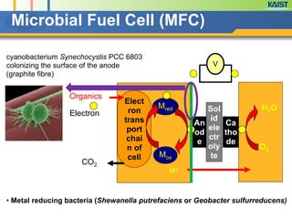 Elect
ron
trans
port
chai
n of
cell
CO2
Mox
Mred
An
od
e
Sol
id
ele
ctr
oly
te
Ca
tho
de
V
O2
H2O
H+
Organics
Electron
• Metal reducing bacteria (Shewanella putrefaciens or Geobacter sulfurreducens)
Microbial Fuel Cell (MFC)
cyanobacterium Synechocystis PCC 6803
colonizing the surface of the anode
(graphite fibre)
 