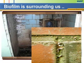 Biofilm is surrounding us .. Environmental Biotechnology
 