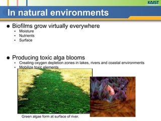 In natural environments
● Biofilms grow virtually everywhere
● Moisture
● Nutrients
● Surface
!
!
● Producing toxic alga blooms
● Creating oxygen depletion zones in lakes, rivers and coastal environments
● Mobilize toxic elements
Green algae form at surface of river.
 