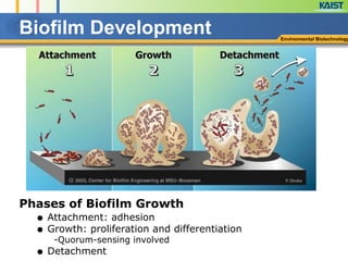 Environmental Biotechnology
Biofilm Development
Phases of Biofilm Growth
● Attachment: adhesion
● Growth: proliferation and differentiation
-Quorum-sensing involved
● Detachment
 