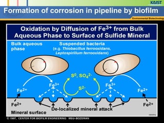 Environmental Biotechnology
Formation of corrosion in pipeline by biofilm 
 
 