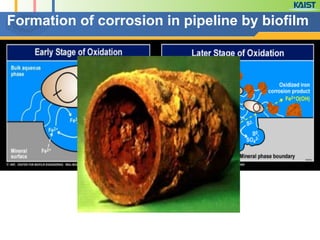 Formation of corrosion in pipeline by biofilm 
 
 