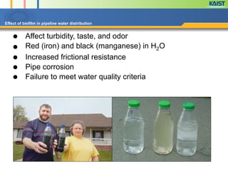 ● Affect turbidity, taste, and odor
● Red (iron) and black (manganese) in H2O
● Increased frictional resistance
● Pipe corrosion
● Failure to meet water quality criteria
 
 
Effect of biofilm in pipeline water distribution 
 