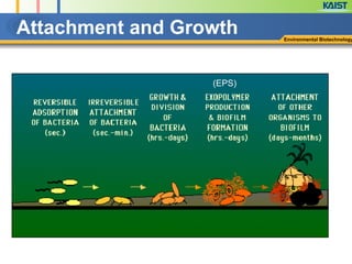 Attachment and Growth Environmental Biotechnology
(EPS)
 
