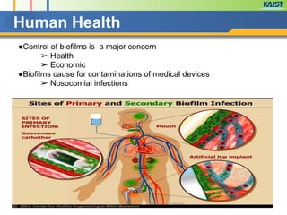 Human Health
●Control of biofilms is a major concern
➢ Health
➢ Economic
●Biofilms cause for contaminations of medical devices
➢ Nosocomial infections
 