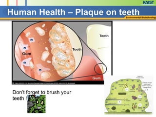 Environmental Biotechnology
Human Health – Plaque on teeth
Don’t forget to brush your
teeth !!!!!
 
