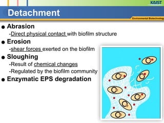 Detachment Environmental Biotechnology
● Abrasion
-Direct physical contact with biofilm structure
● Erosion
-shear forces exerted on the biofilm
● Sloughing
-Result of chemical changes
-Regulated by the biofilm community
● Enzymatic EPS degradation
 