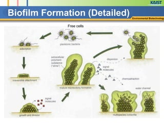 Biofilm Formation (Detailed) Environmental Biotechnology
Free cells
 