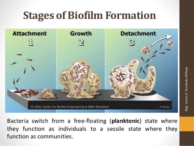 Biofilms